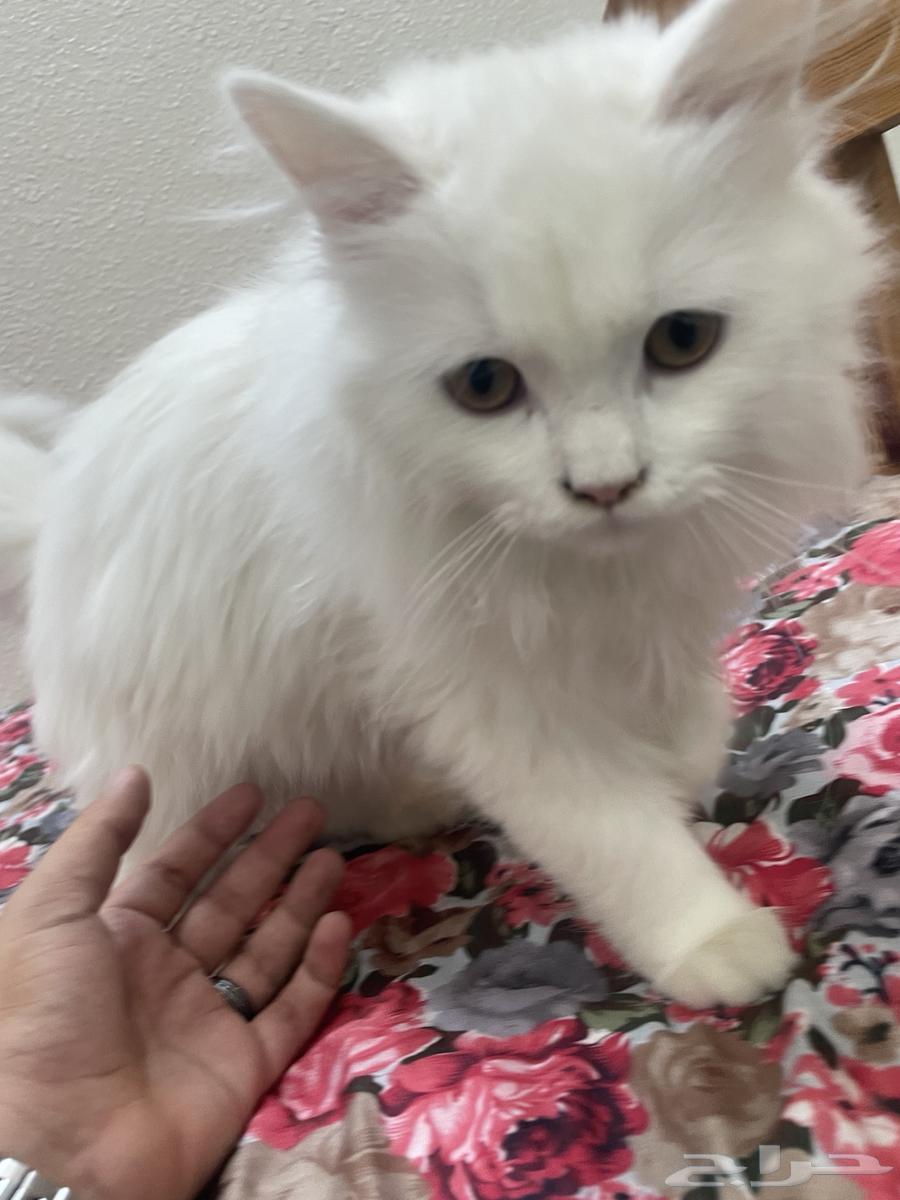 قطتين للبيع عمرهم 6 شهور ب 200 ريال64404153268355112