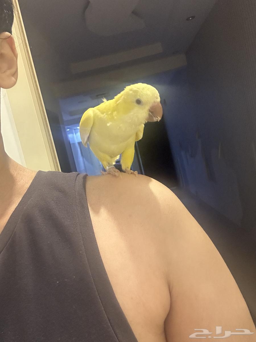 ببغاء الكويكر64404111459841111
