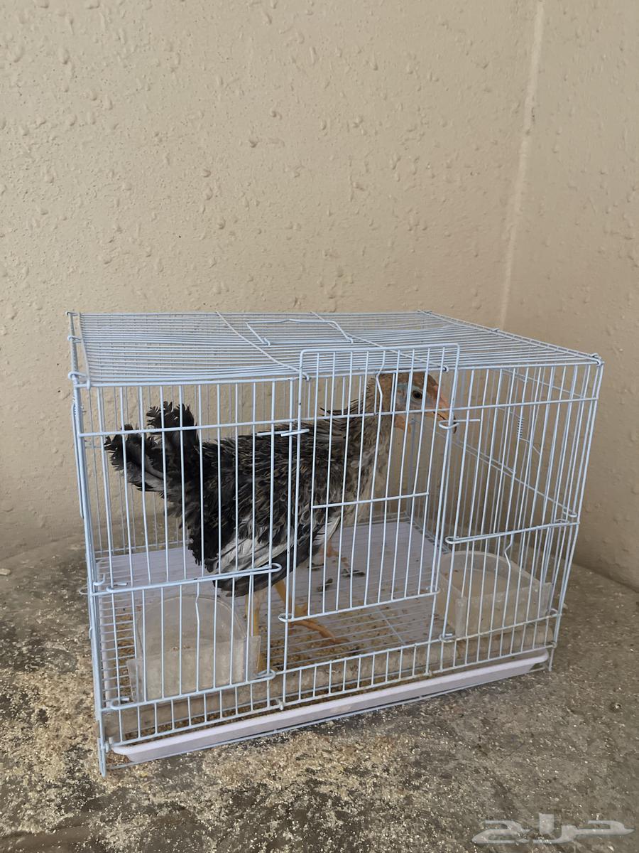 Miscellaneous64401897718145110