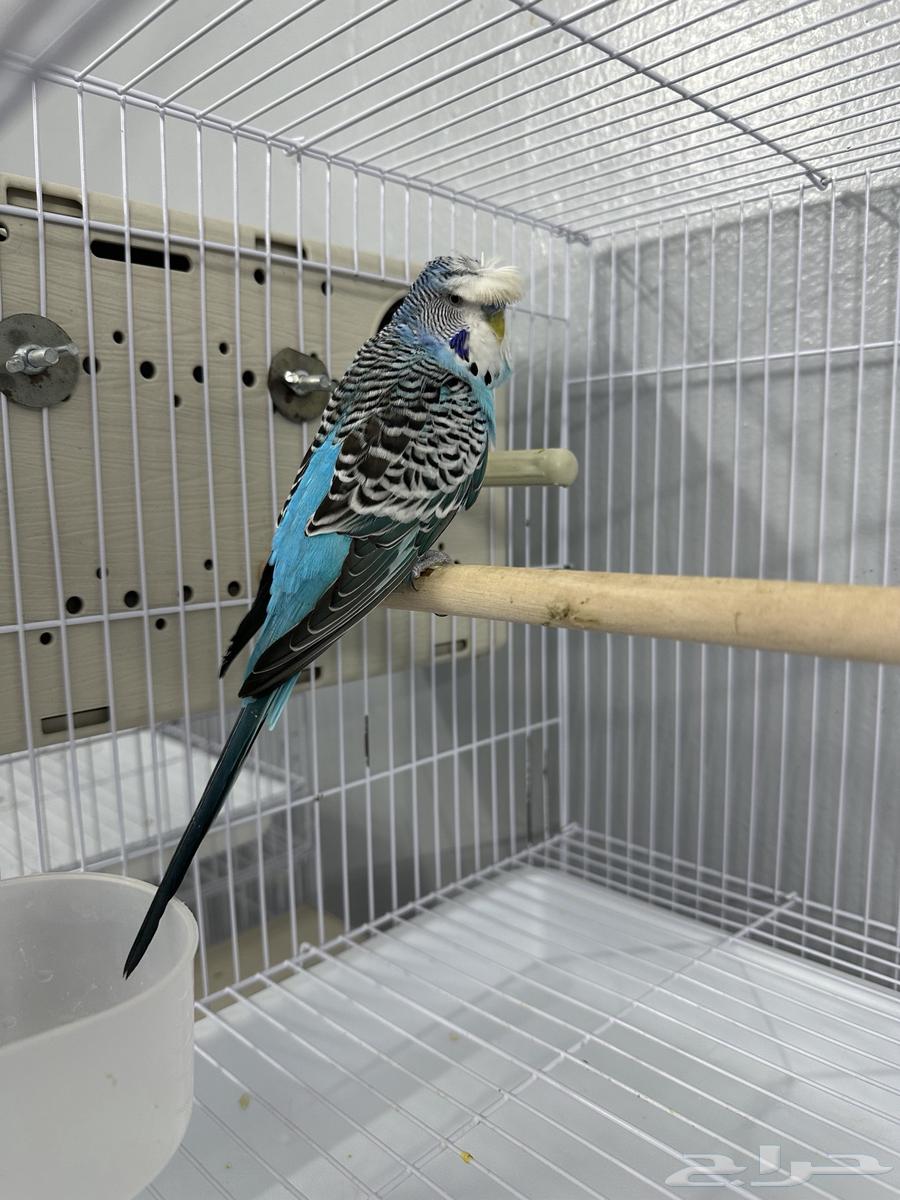 ذكر هولندي كرست64401842496514110