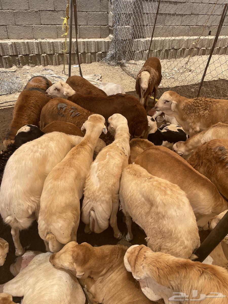 Rafidi64404597421187112