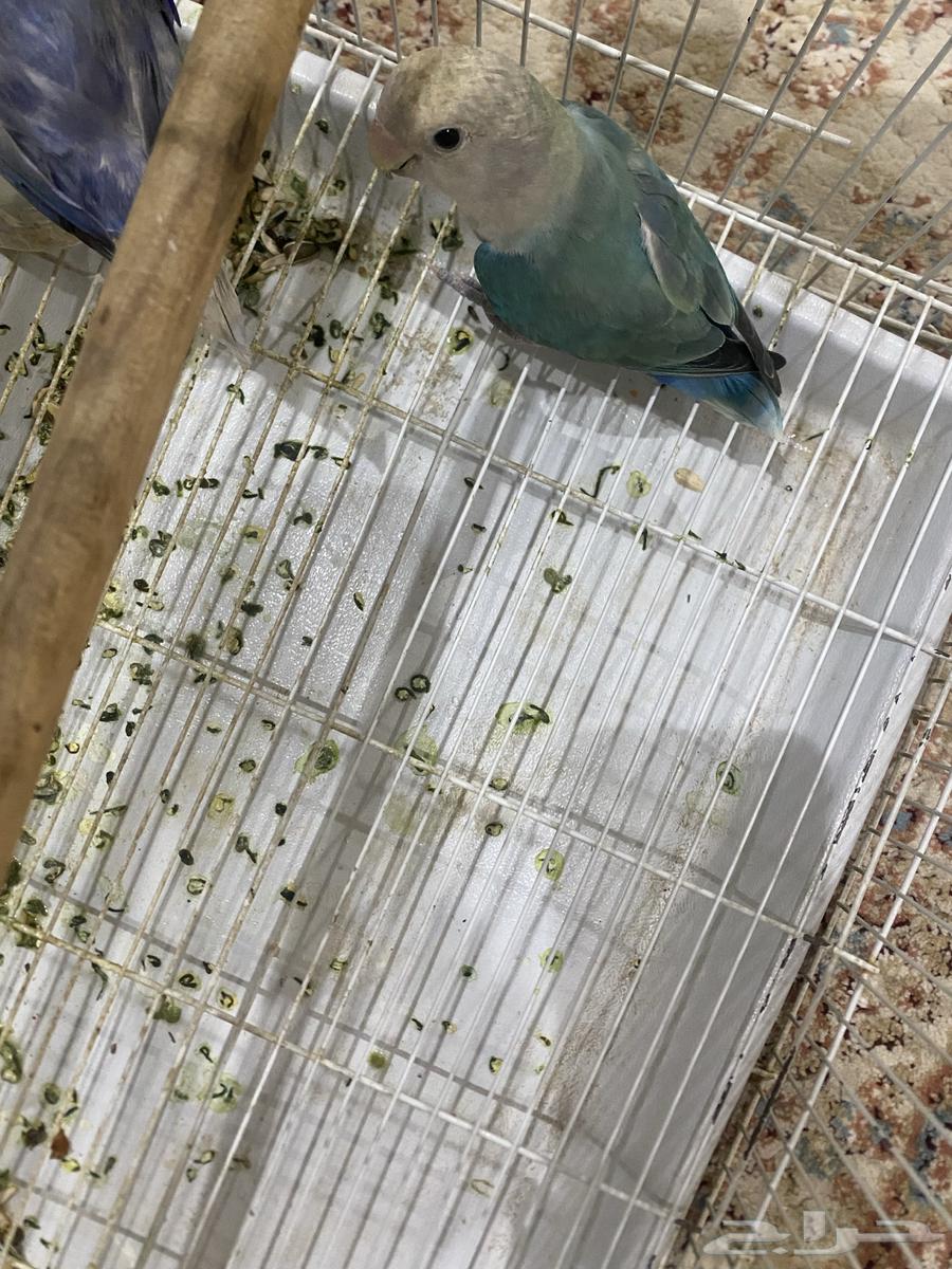 زوجين روز فواخر64402581217025113