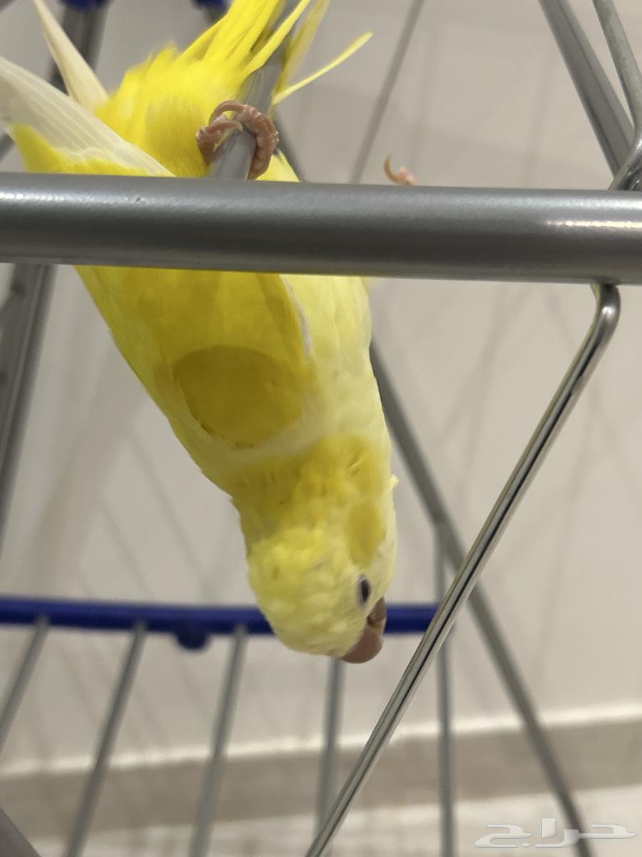 ببغاء الكويكر64404111459841114