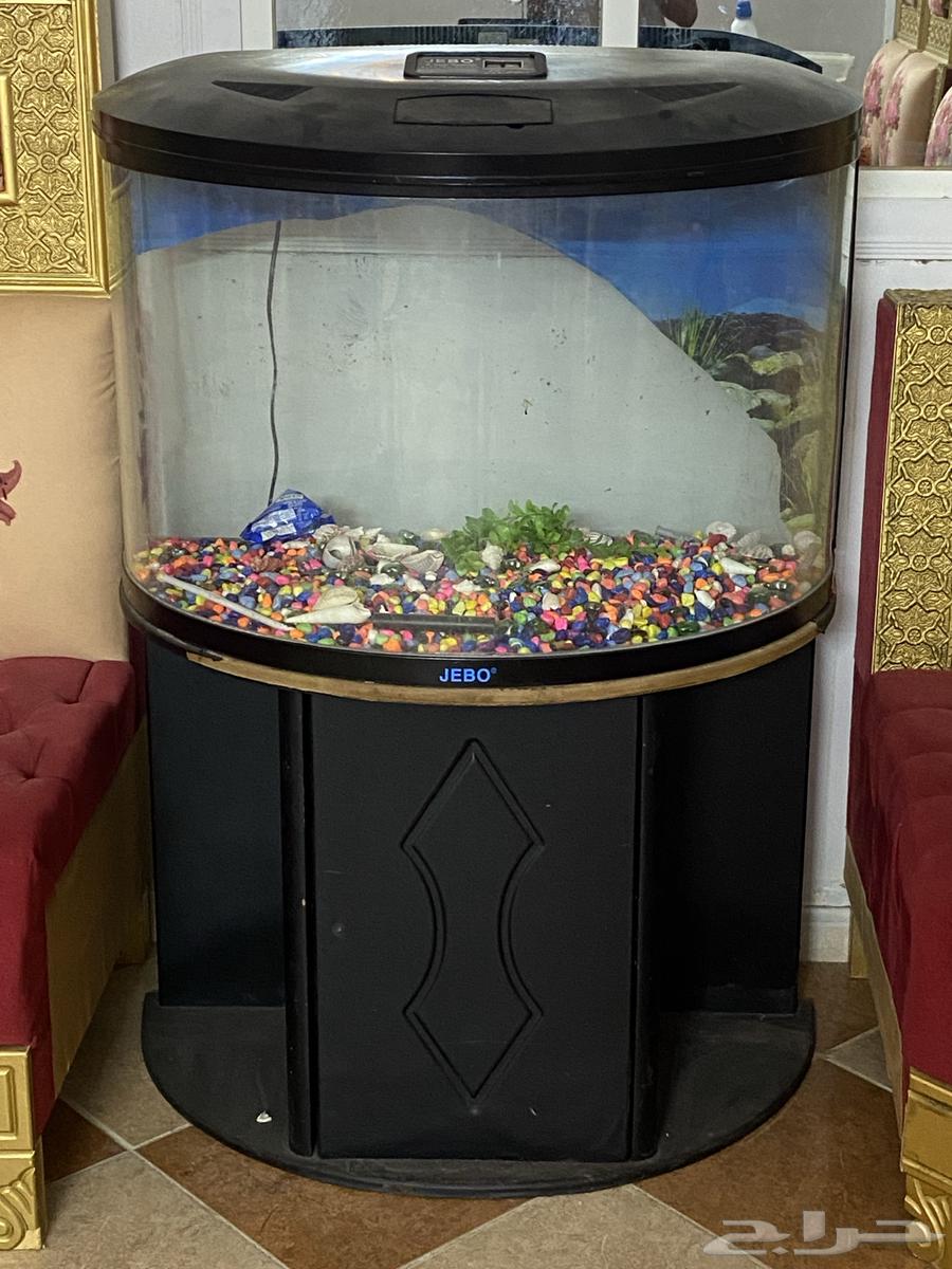 حوض سمك للبيع او البدل بكناري64404890006913113