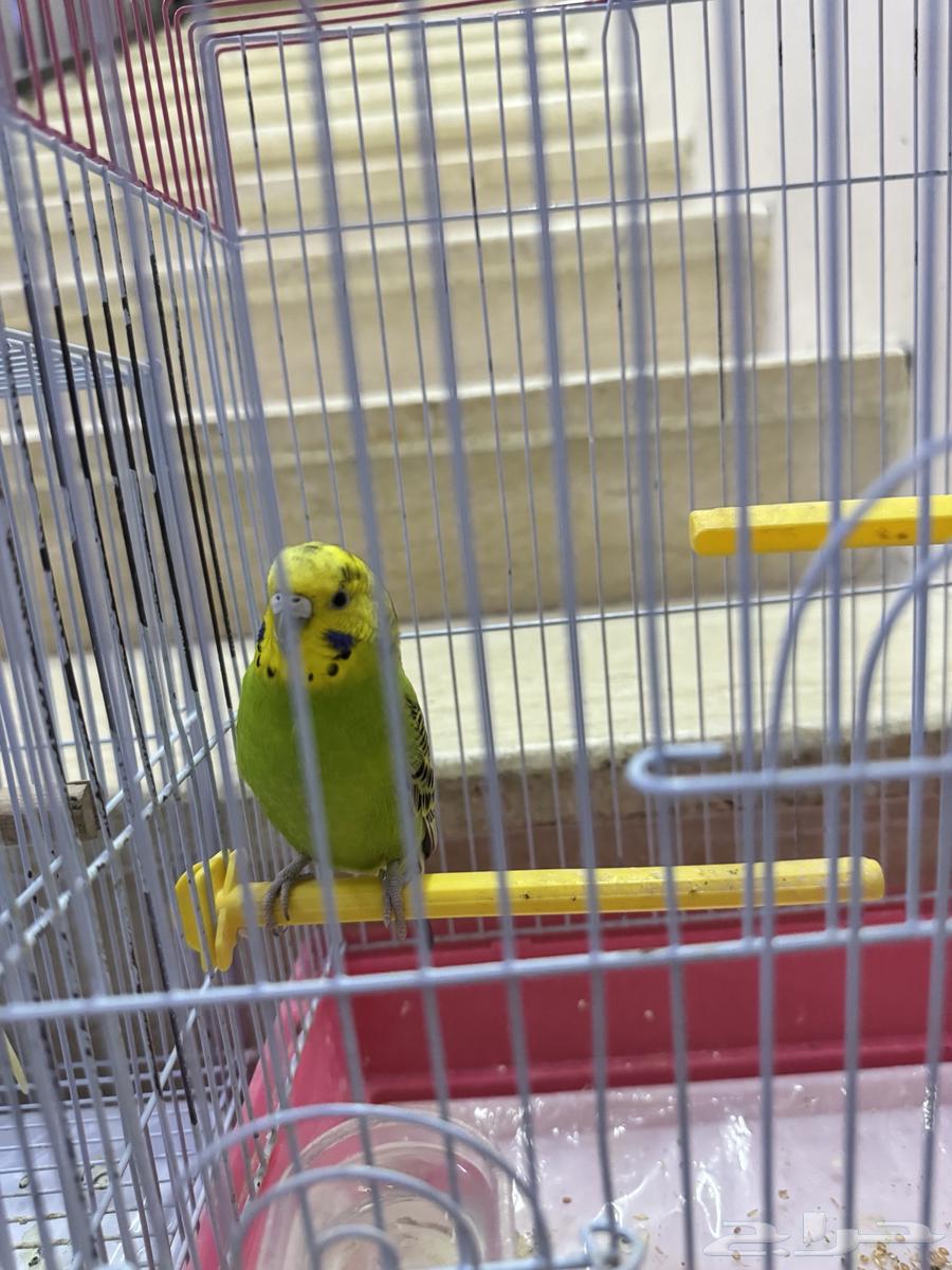 عصافير للبيع64403633394305110