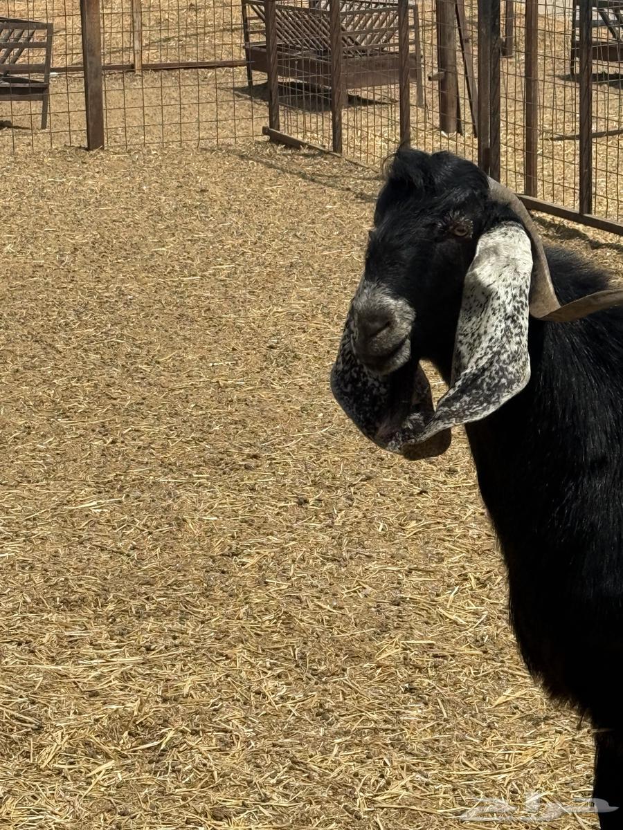 فحول للبيع عارضي وبيشي64401758609793114