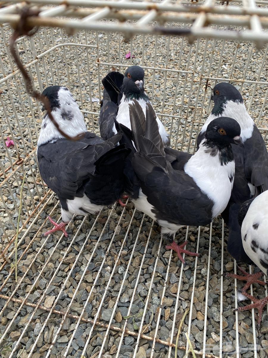 حمام للبيع كنق64401522285187112