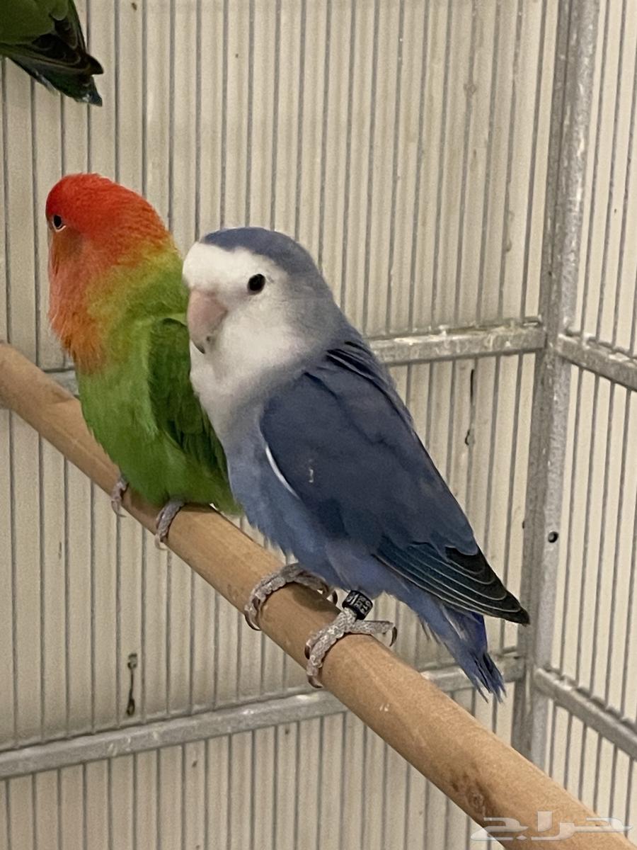 ذكرين روز بلو 2024 منتج و دارك بلو 202564401675134594111