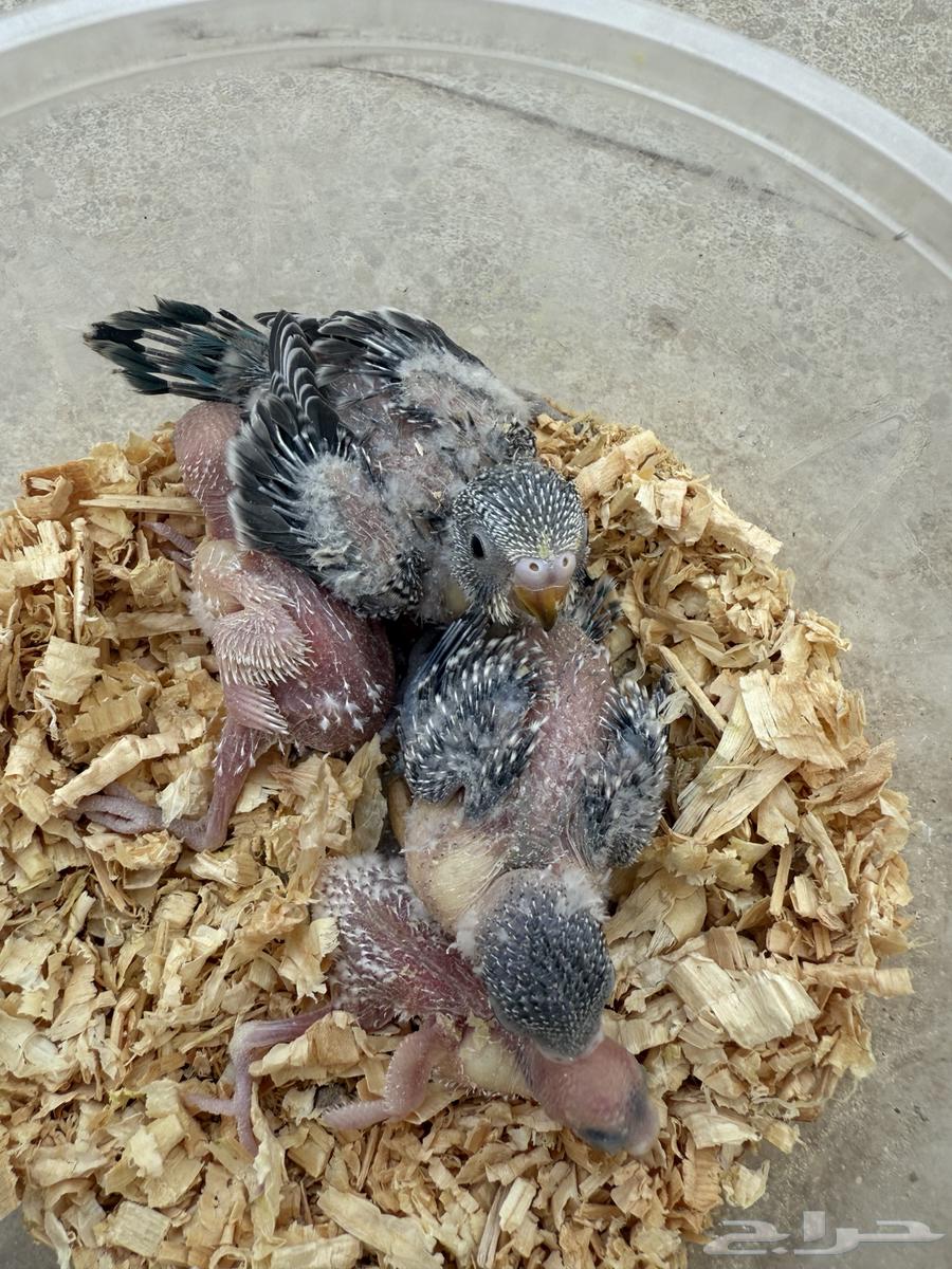 Froukh Ghir Badji64401452832258111