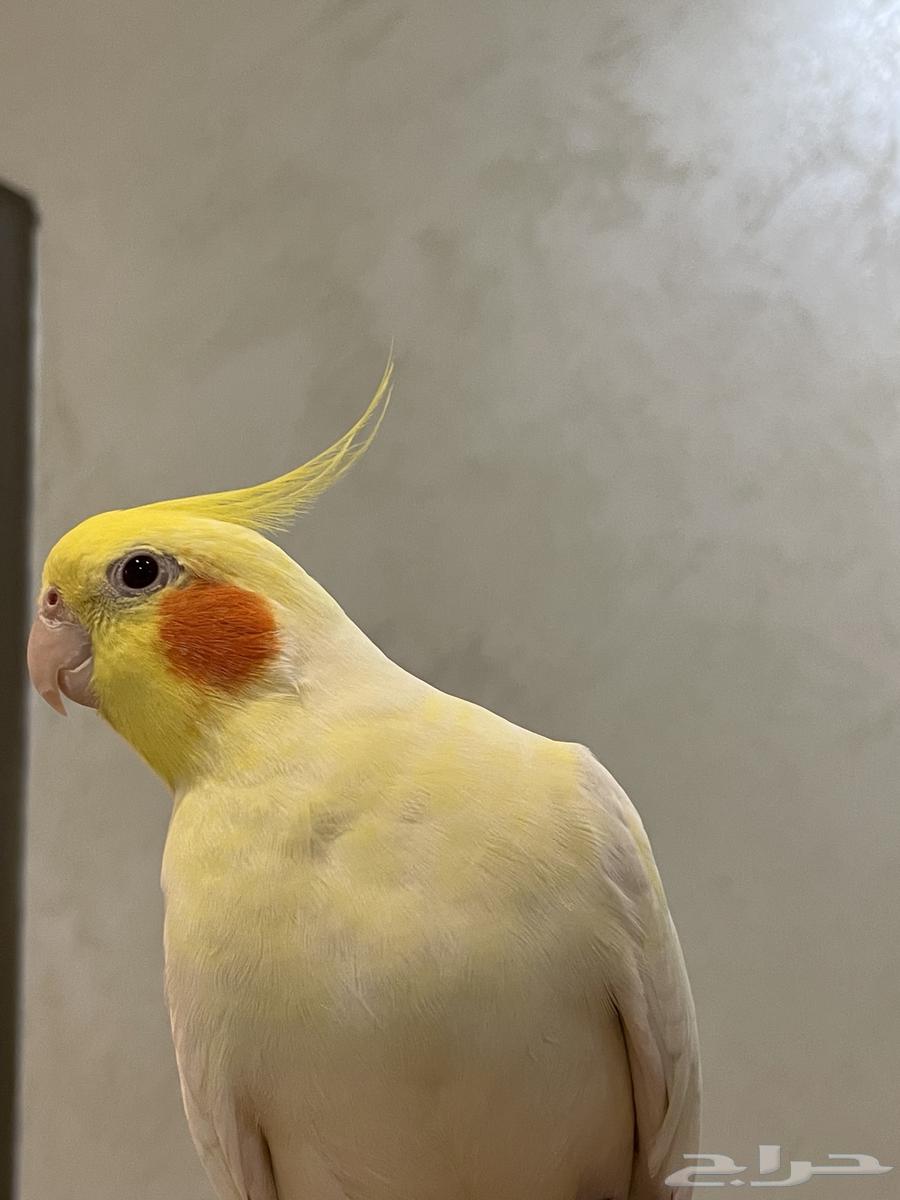 للبيع ذكر كروان لاتينو متكلم اليف هدد مزاجي64404222415618110