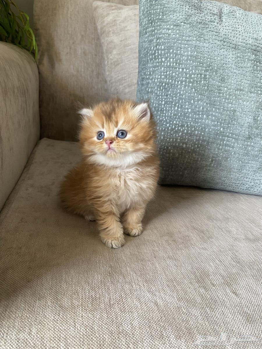 قطط للبيع64401661610243113