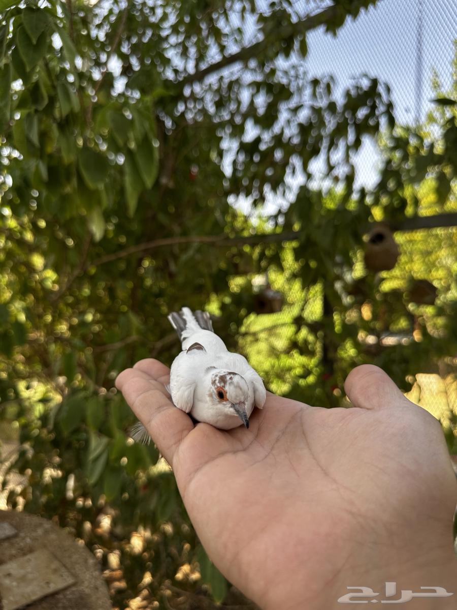 للبيع يمام ماسي64404861346690112