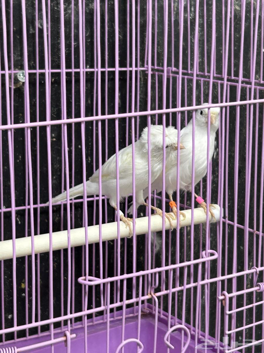 كناري ابيض64403425448193111