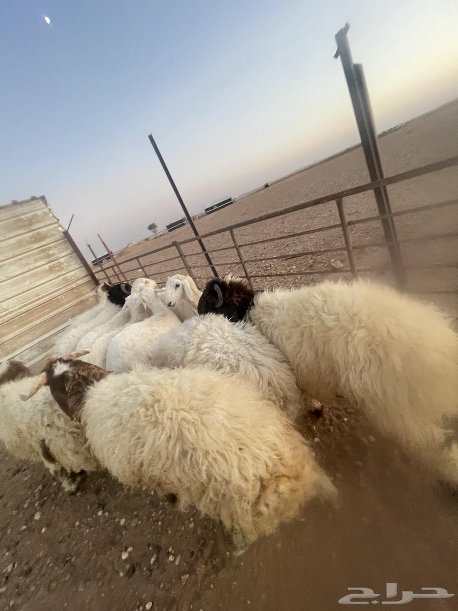 خرفان فاخره طرف مجس64402886340483114