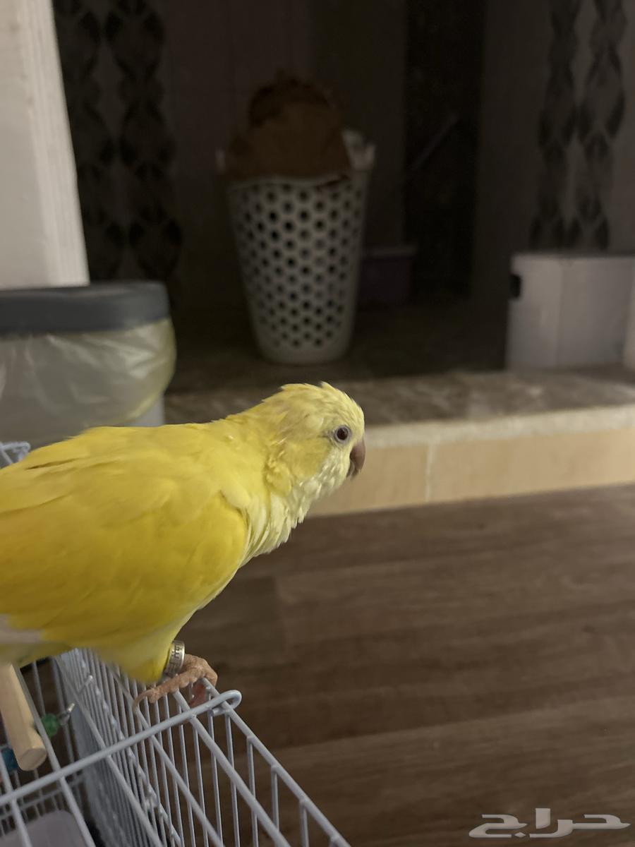 ببغاء الكويكر64404111459841113