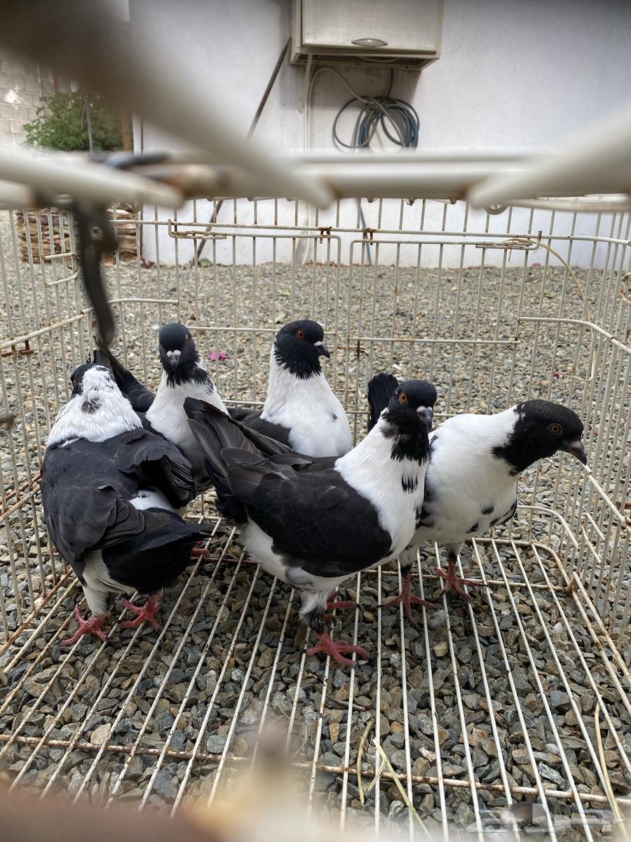 حمام للبيع كنق64401522285187111