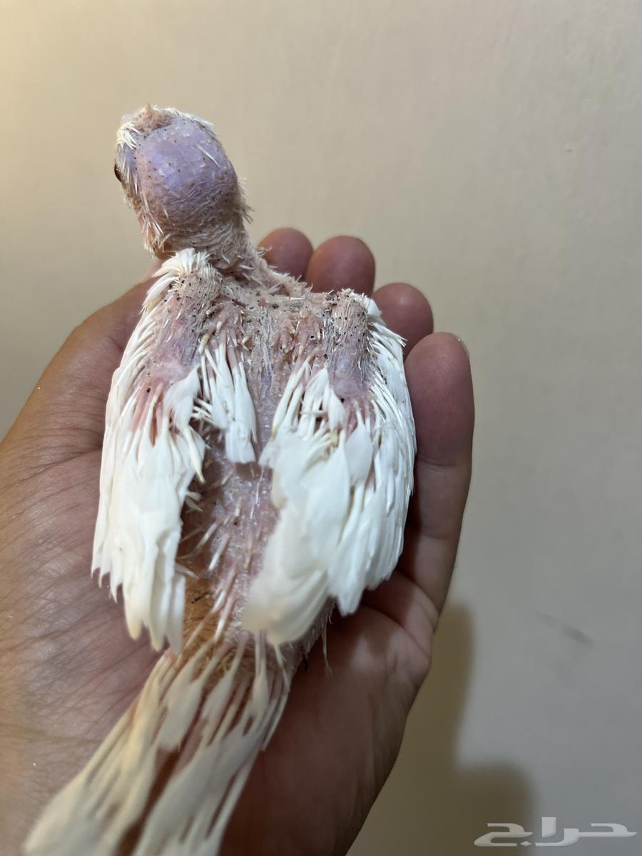 تم بيع64402775838337110