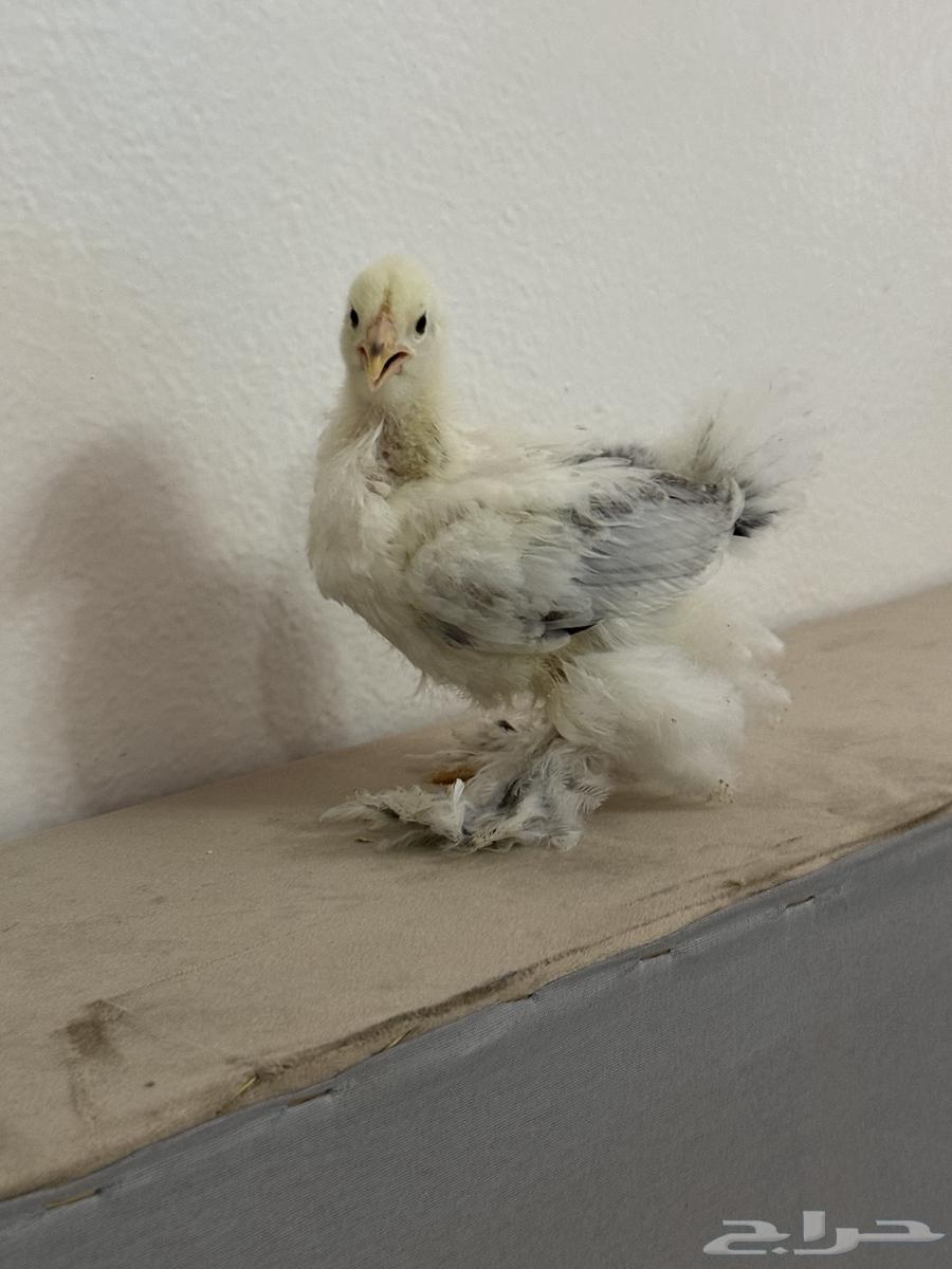 صيصان براهما كولمبي فاخر شهرين64402650206721110