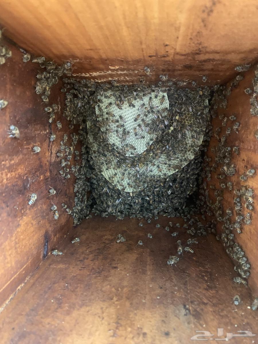 نحل بلدي للبيع64402552632194112