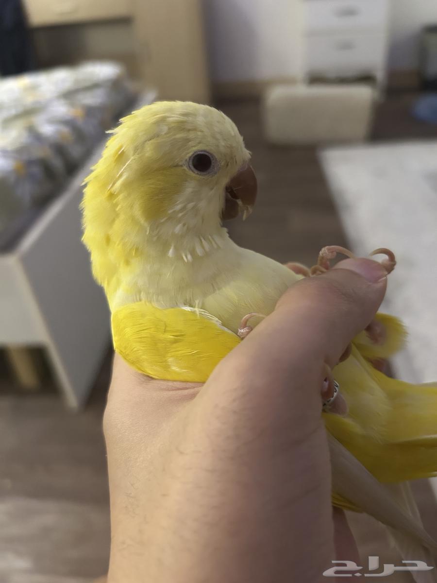 ببغاء الكويكر64404111459841112