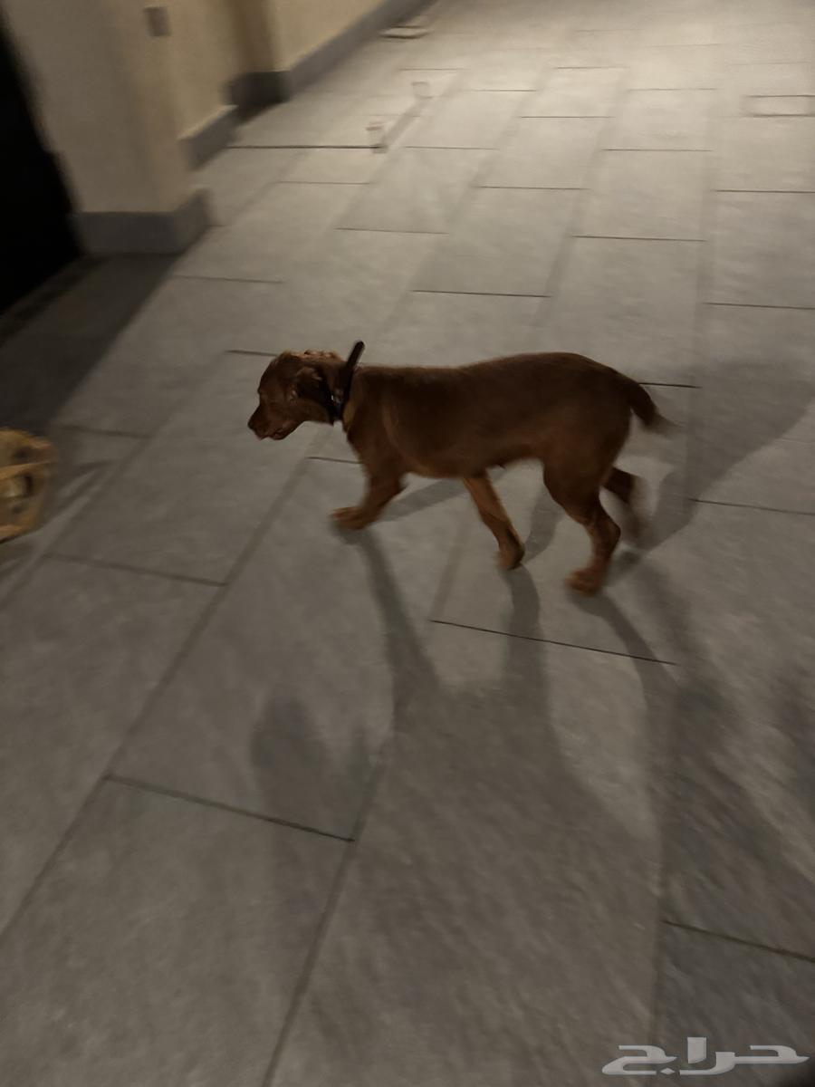 A purebred golden retriever puppy, 4 months old, vaccinated, trained, and with passport64403617946114111