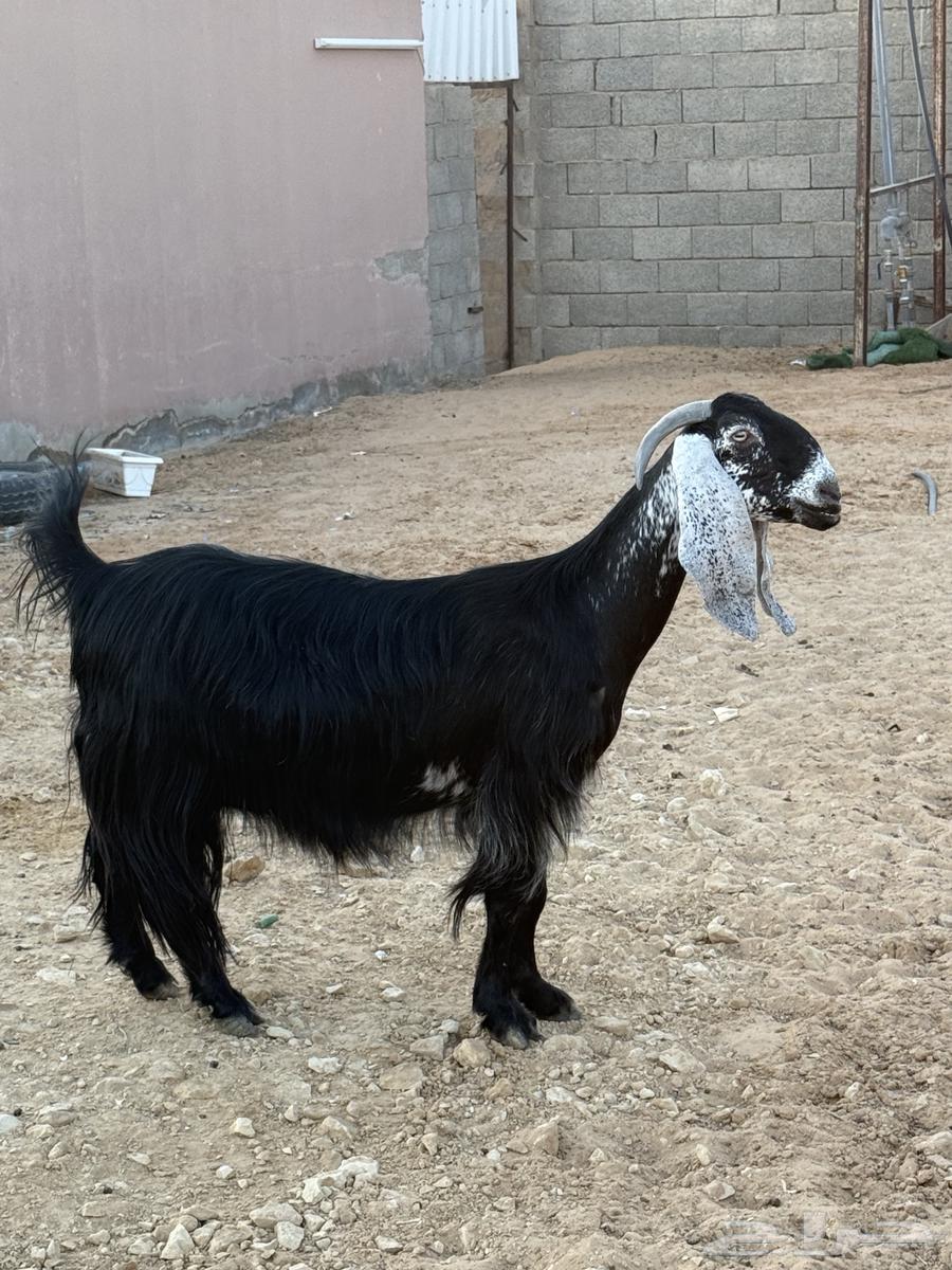 عنز عاارضيه دافع64402378002305110