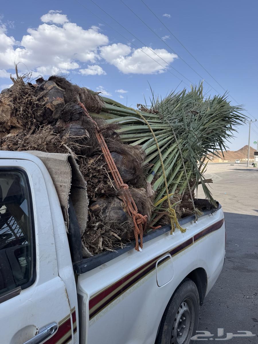 نخيل لبيع64401327578114112