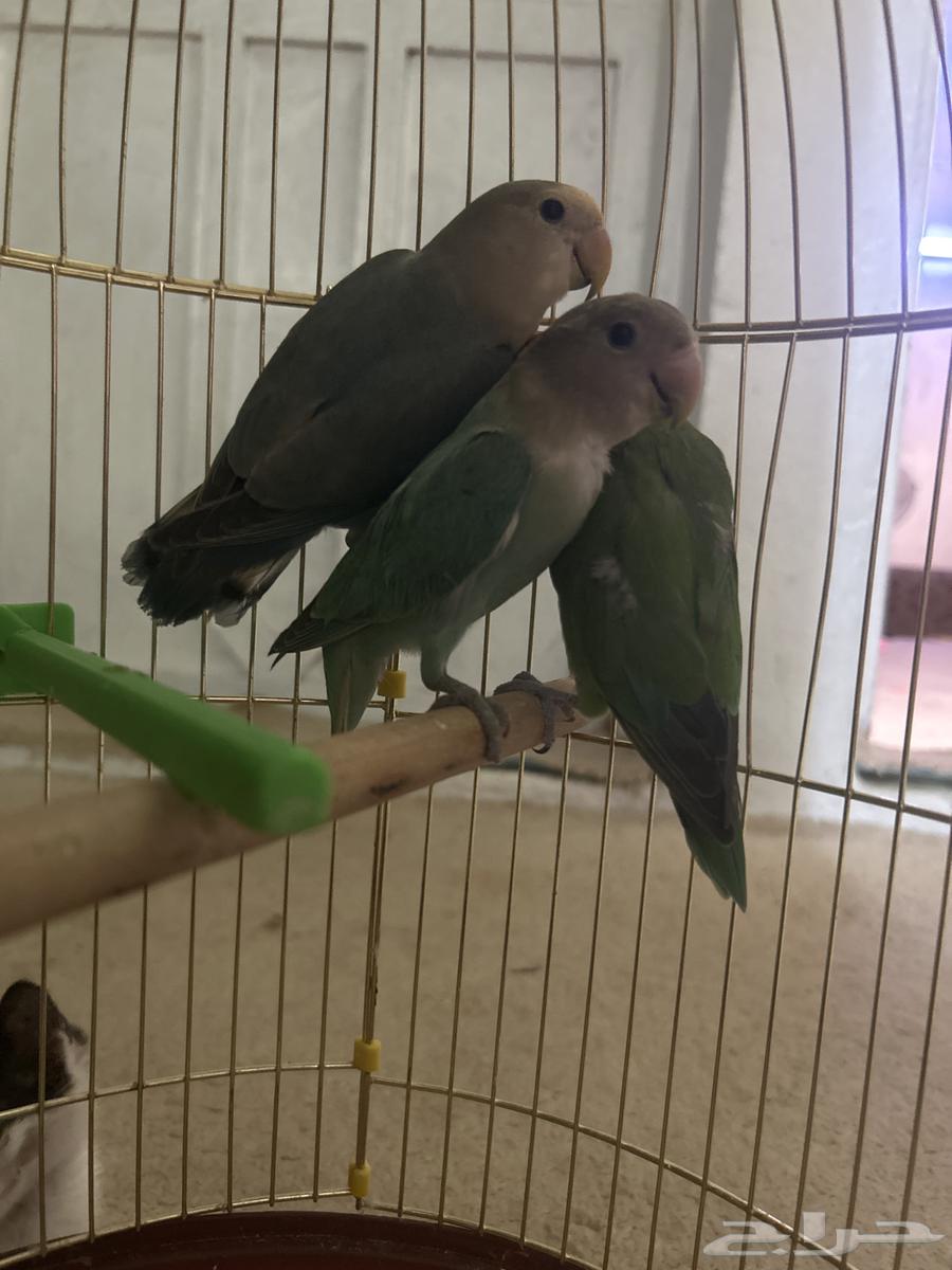 عصافير روز للبيع 400 النوع روزالموقع الباحه64401855981059110