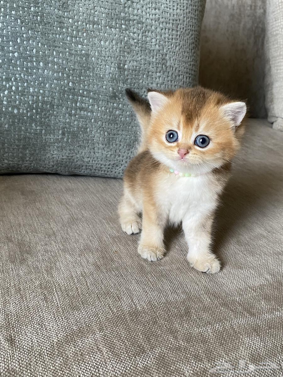 قطط للبيع64401661610243114