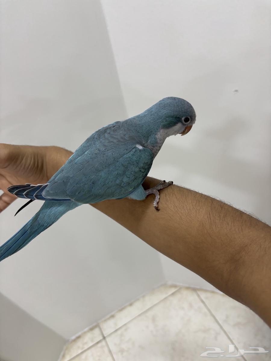 طائر كويكر لون ازرق64403902093697112