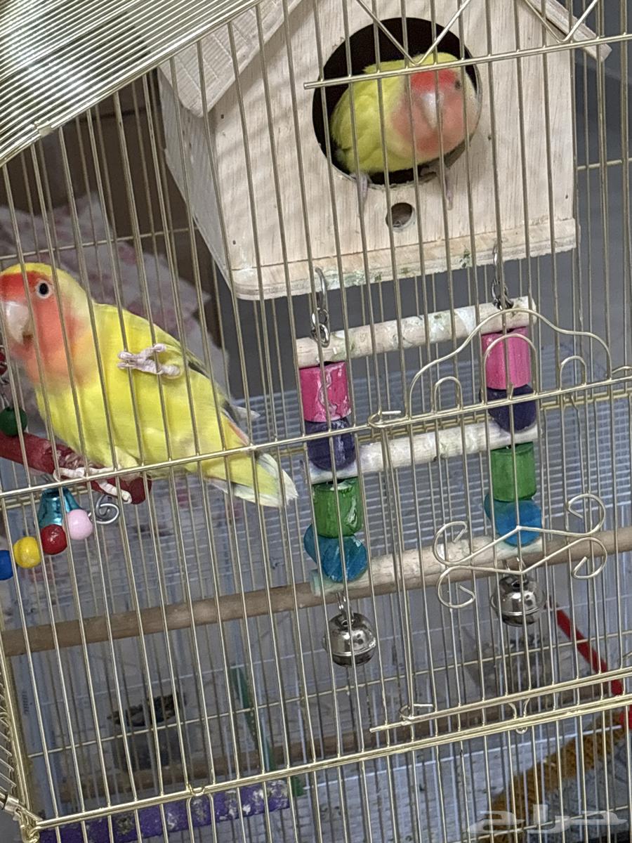 عصفورين أليفين مع أكلهم و القفص الزرق بي 550 قابل للتفاوض64401688765186110