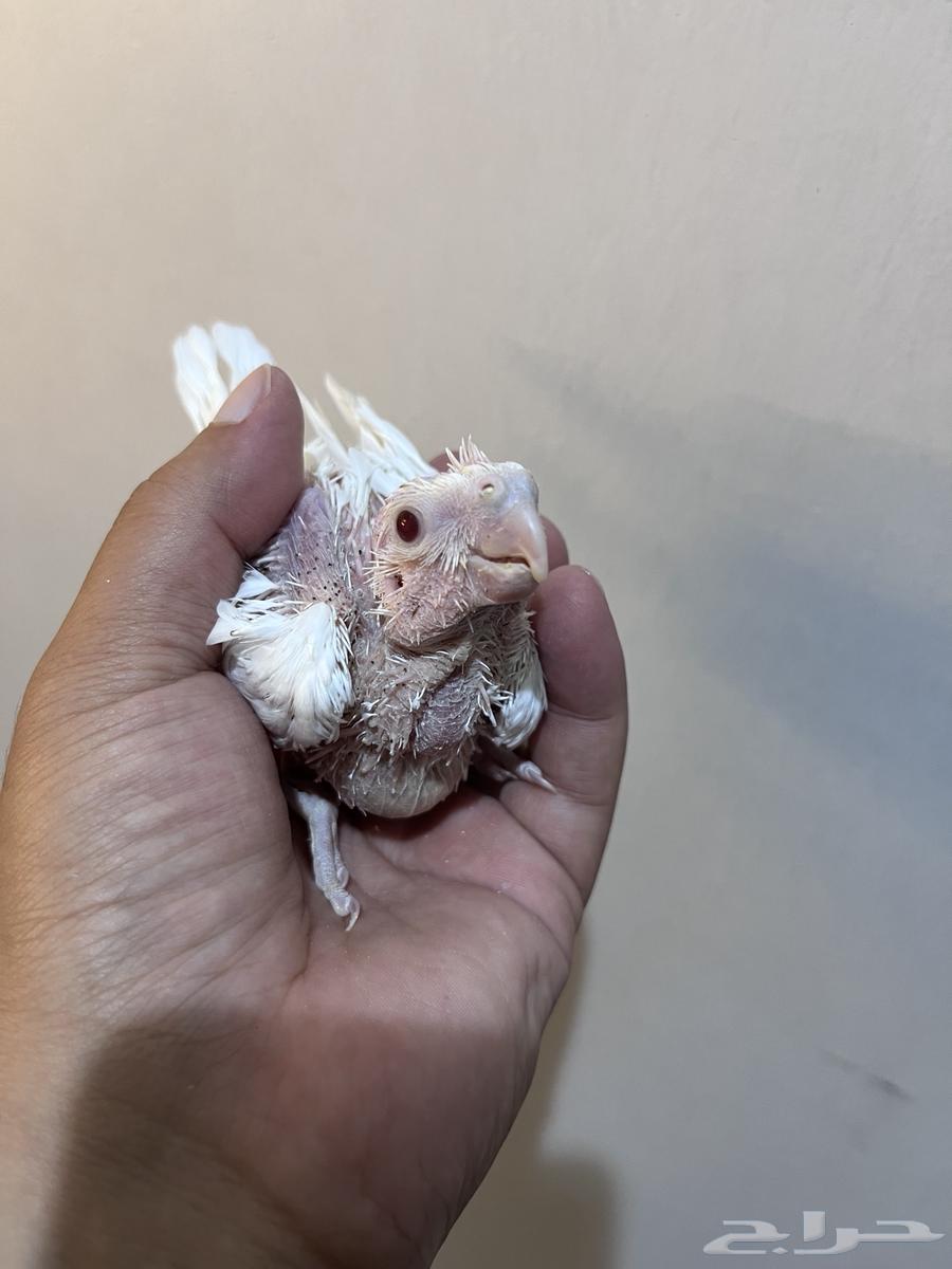 تم بيع64402775838337111