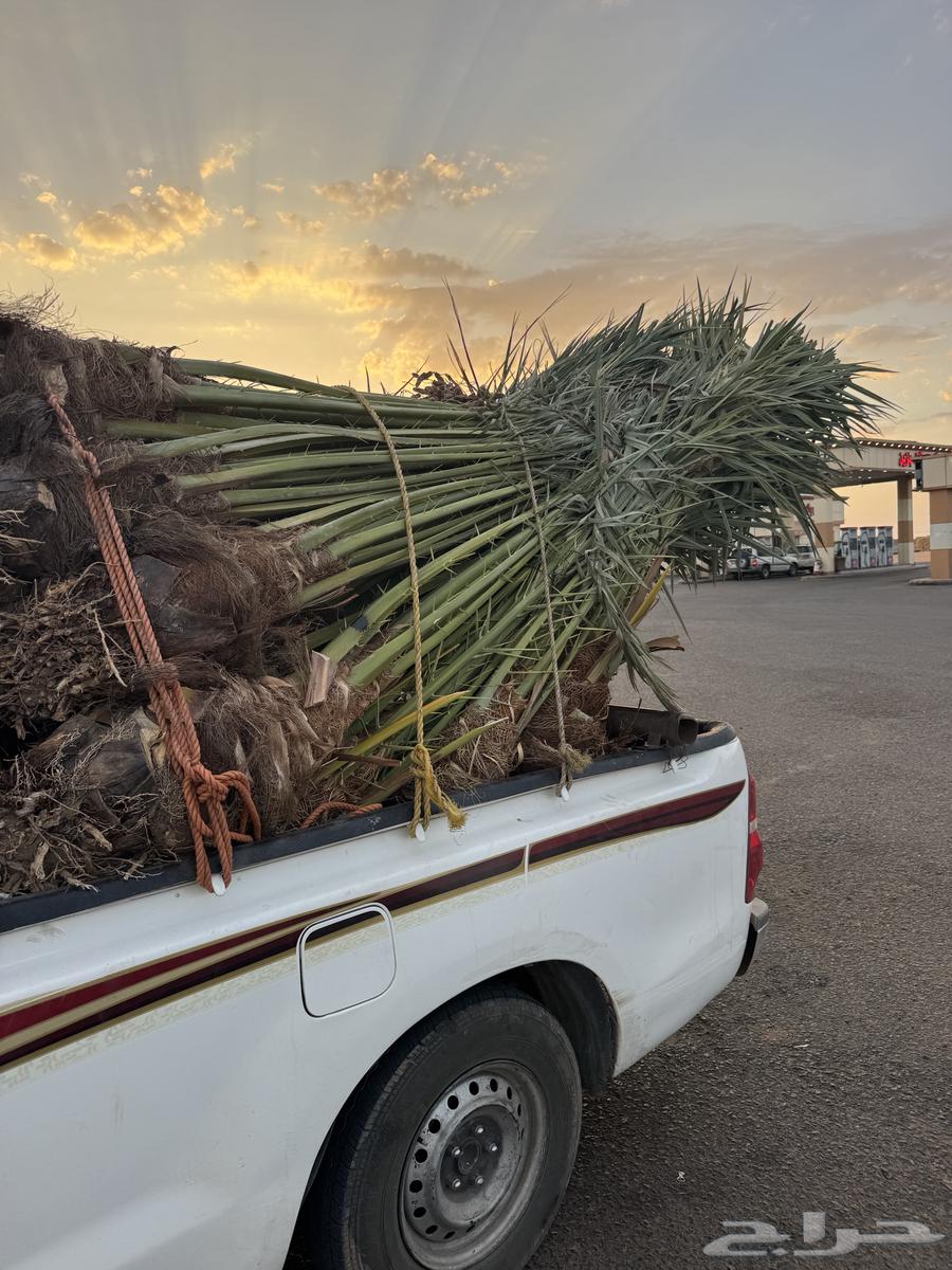 نخيل لبيع64401327578114111