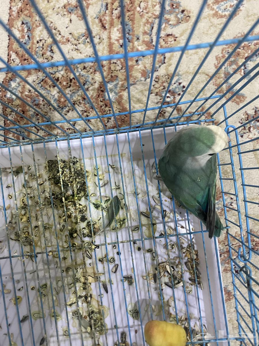 زوجين روز فواخر64402581217025112