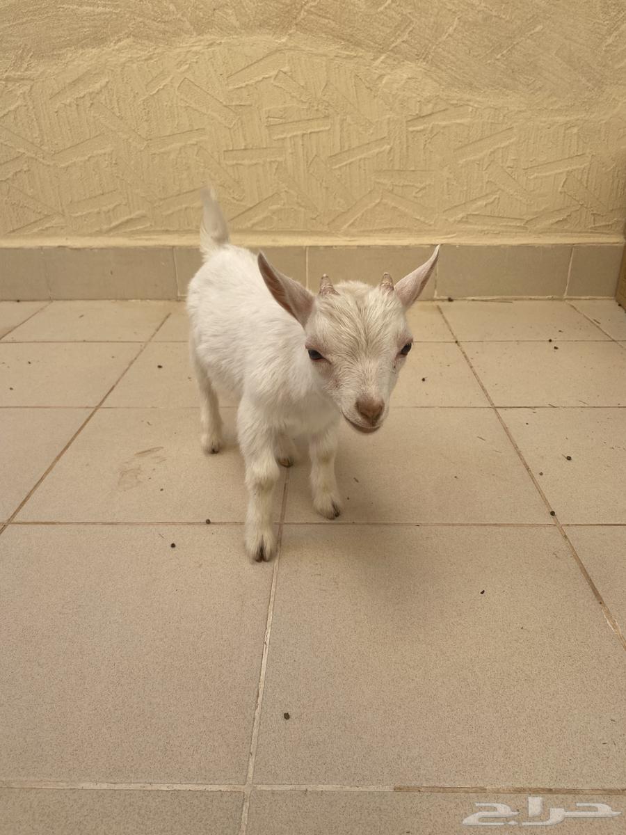 Dwarf goat (buck), approximately 3 months old64403331809027110