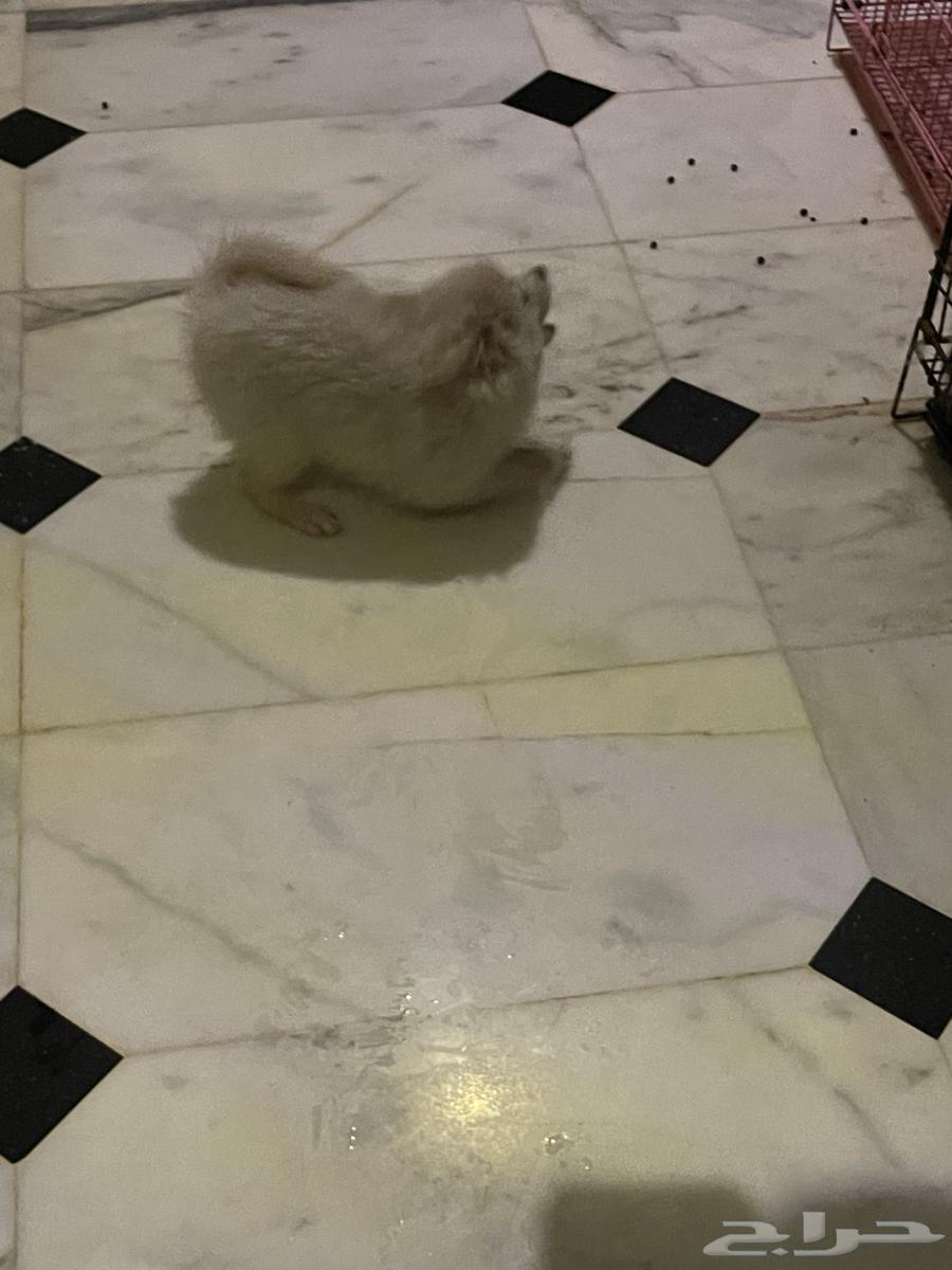 جرو بومرنيان64402817527810113