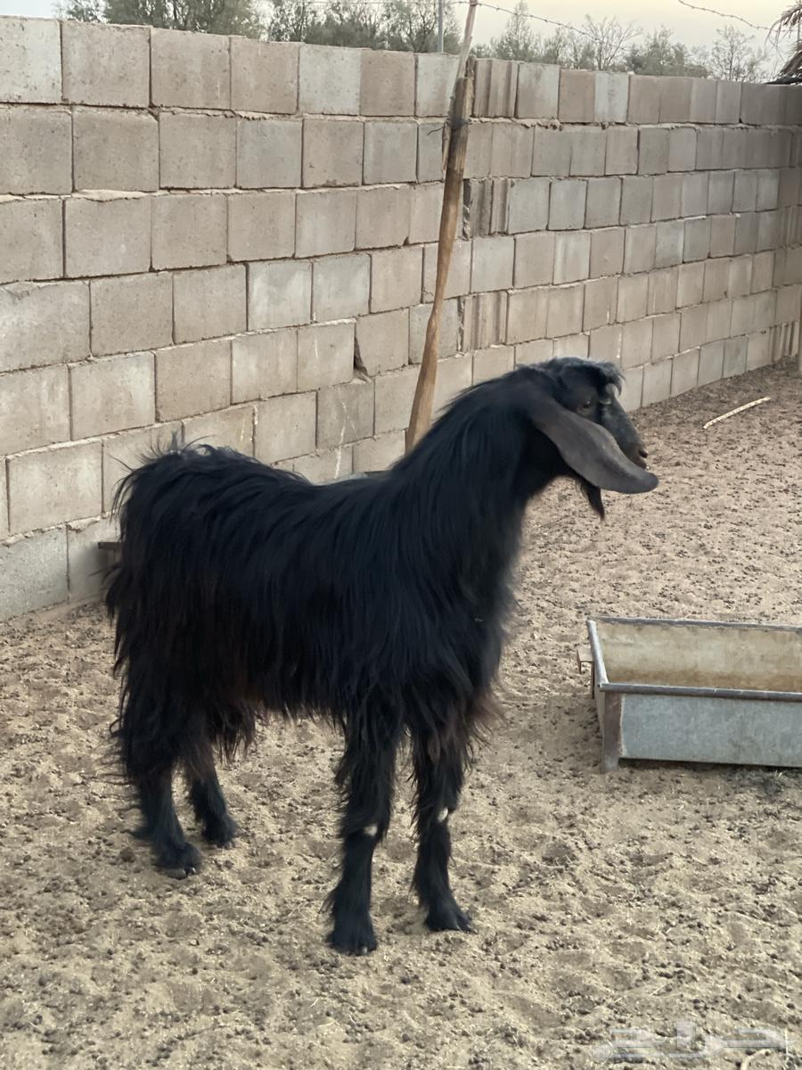 تيس للبيع64402817405955110