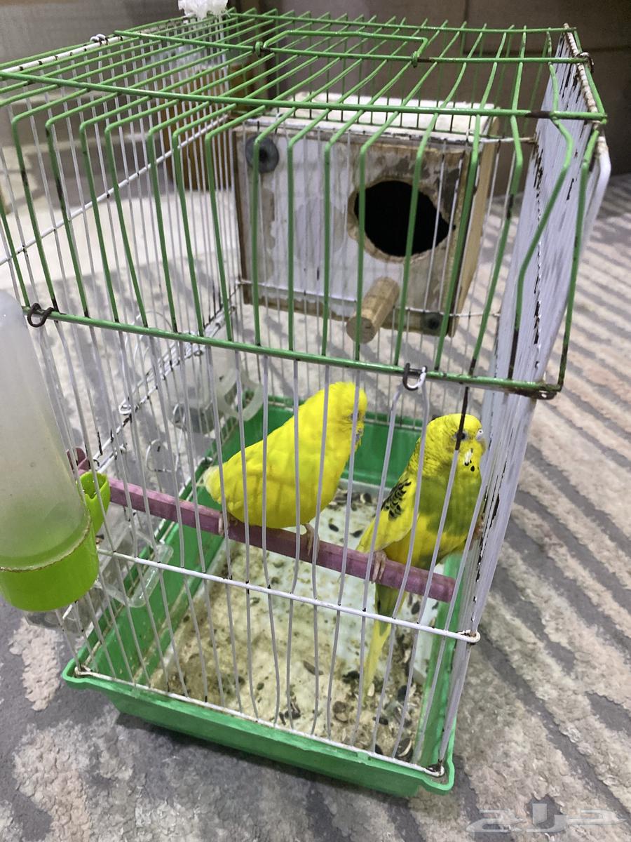 For sale, a two-year-old fierce rose that can be tamed - and a pair of budgies64403315336706114