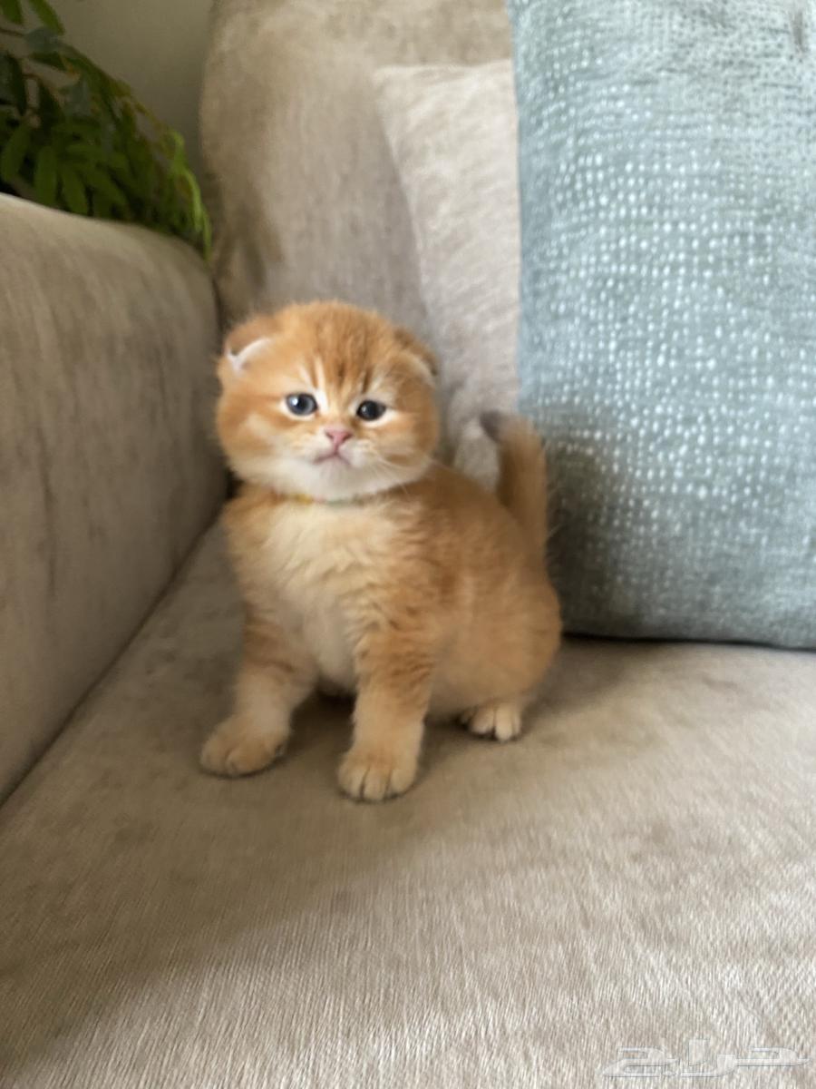 قطط للبيع64401661610243110