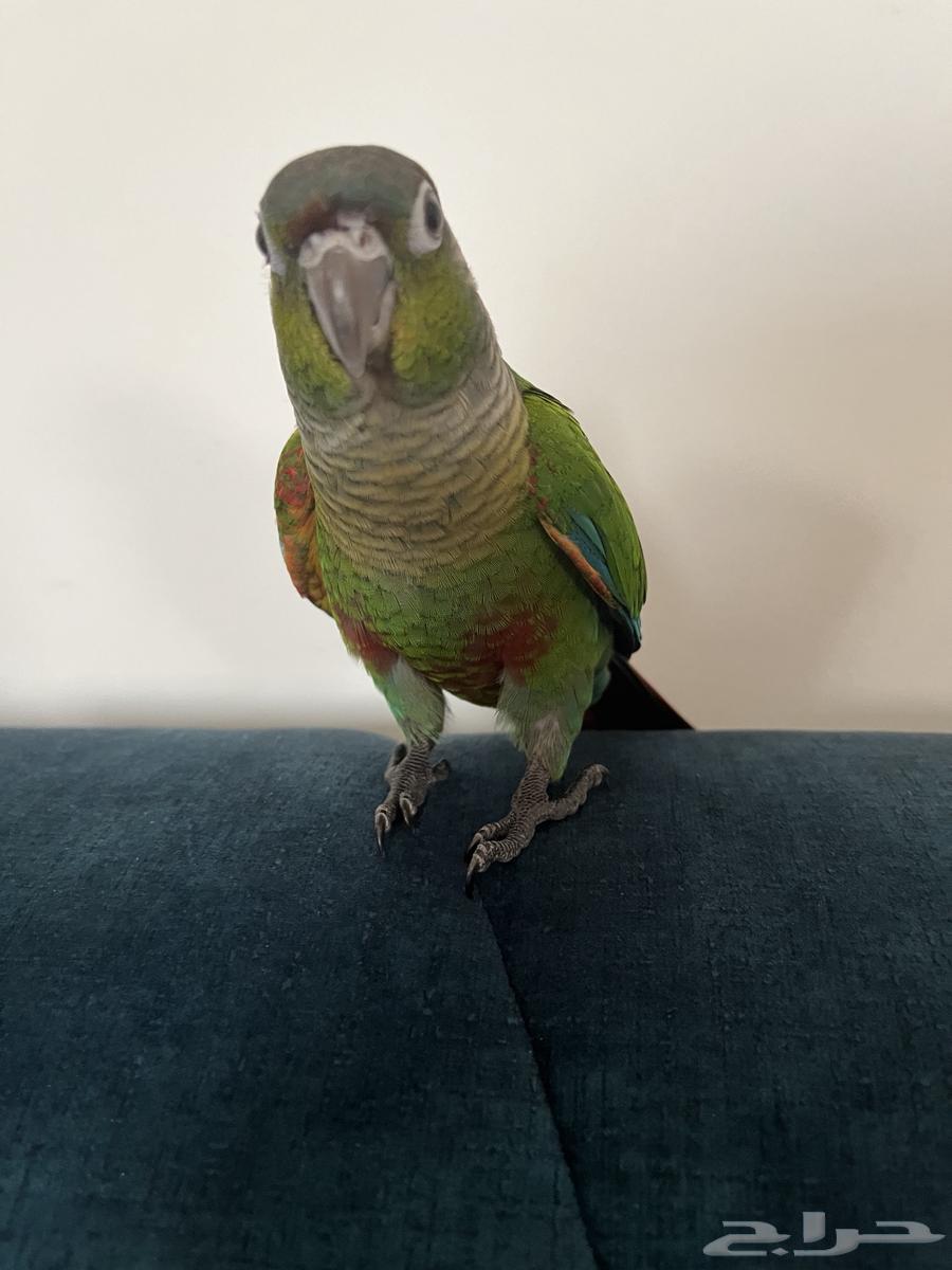 ببغاء64262349852931112