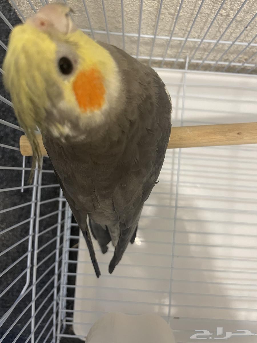 ببغاء كروان64403184803330113