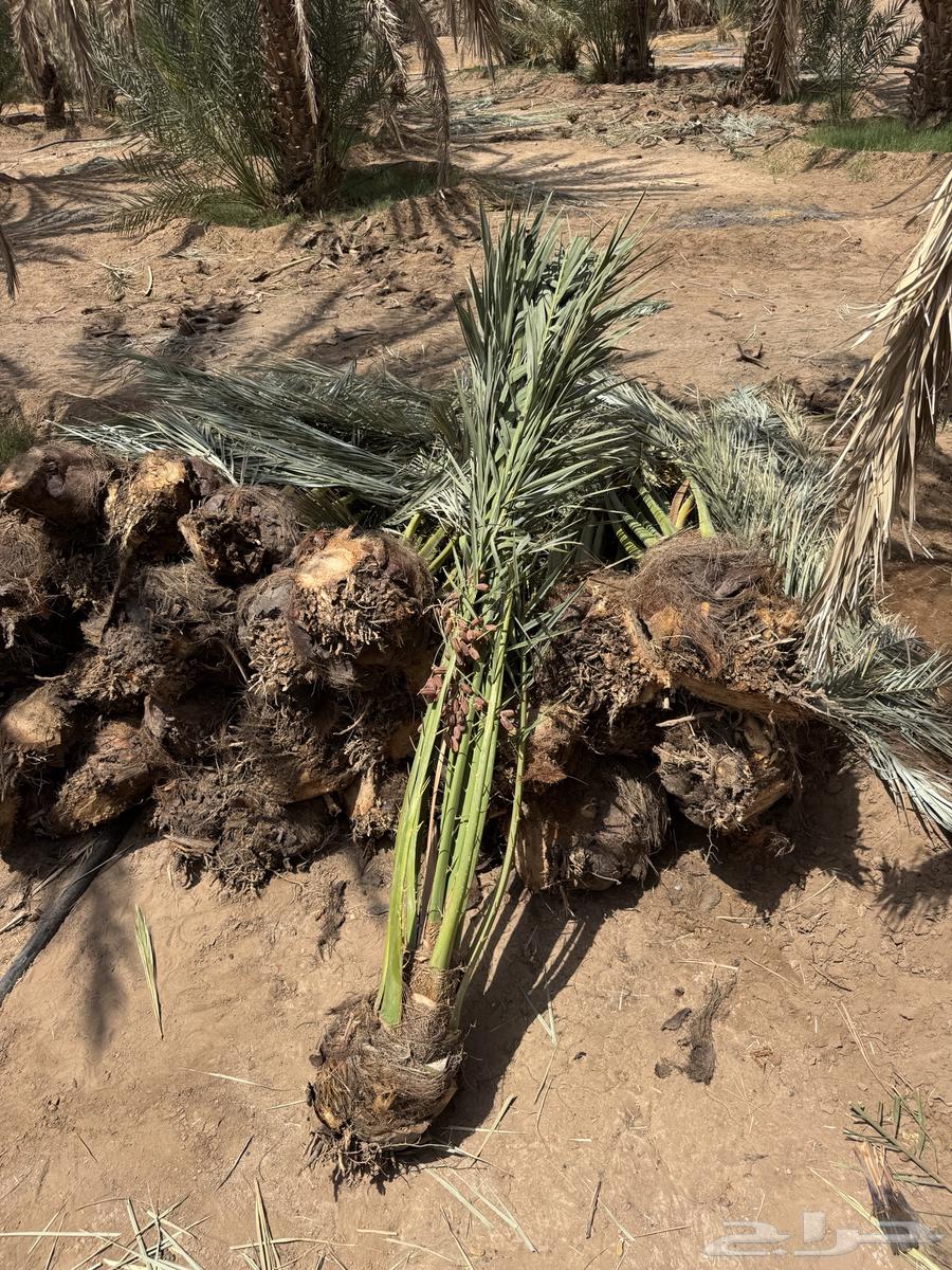 نخيل لبيع64401327578114114