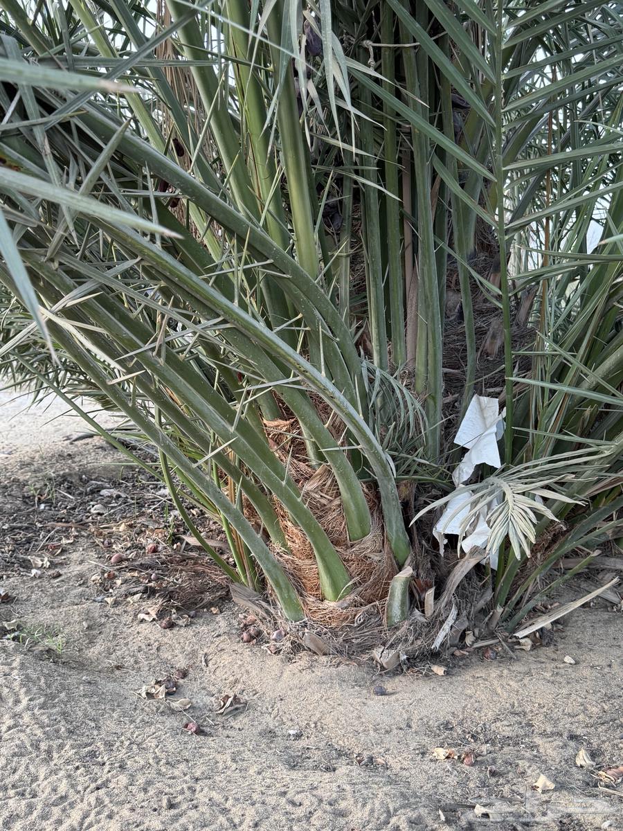 فسائل نخيل ماجي64404222347649111