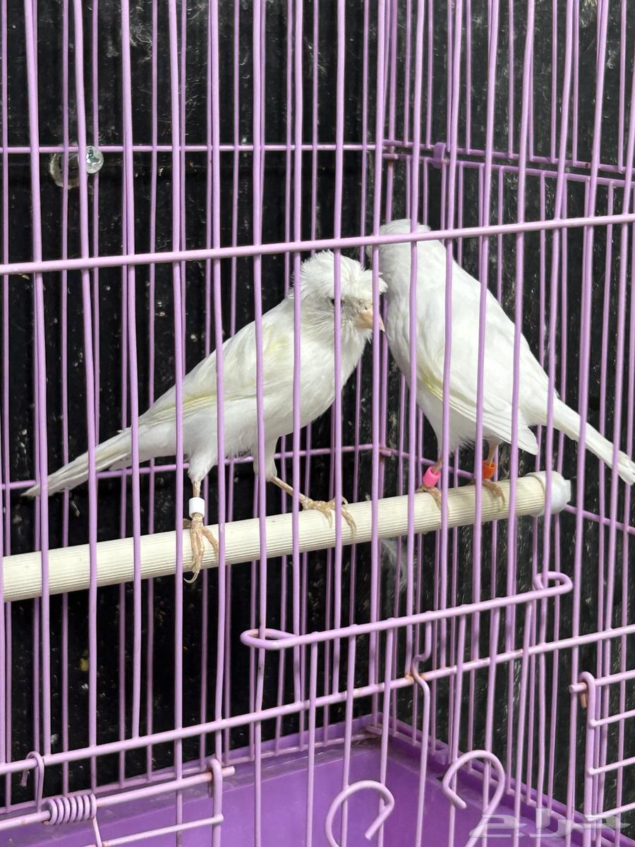 كناري ابيض64403425448193110