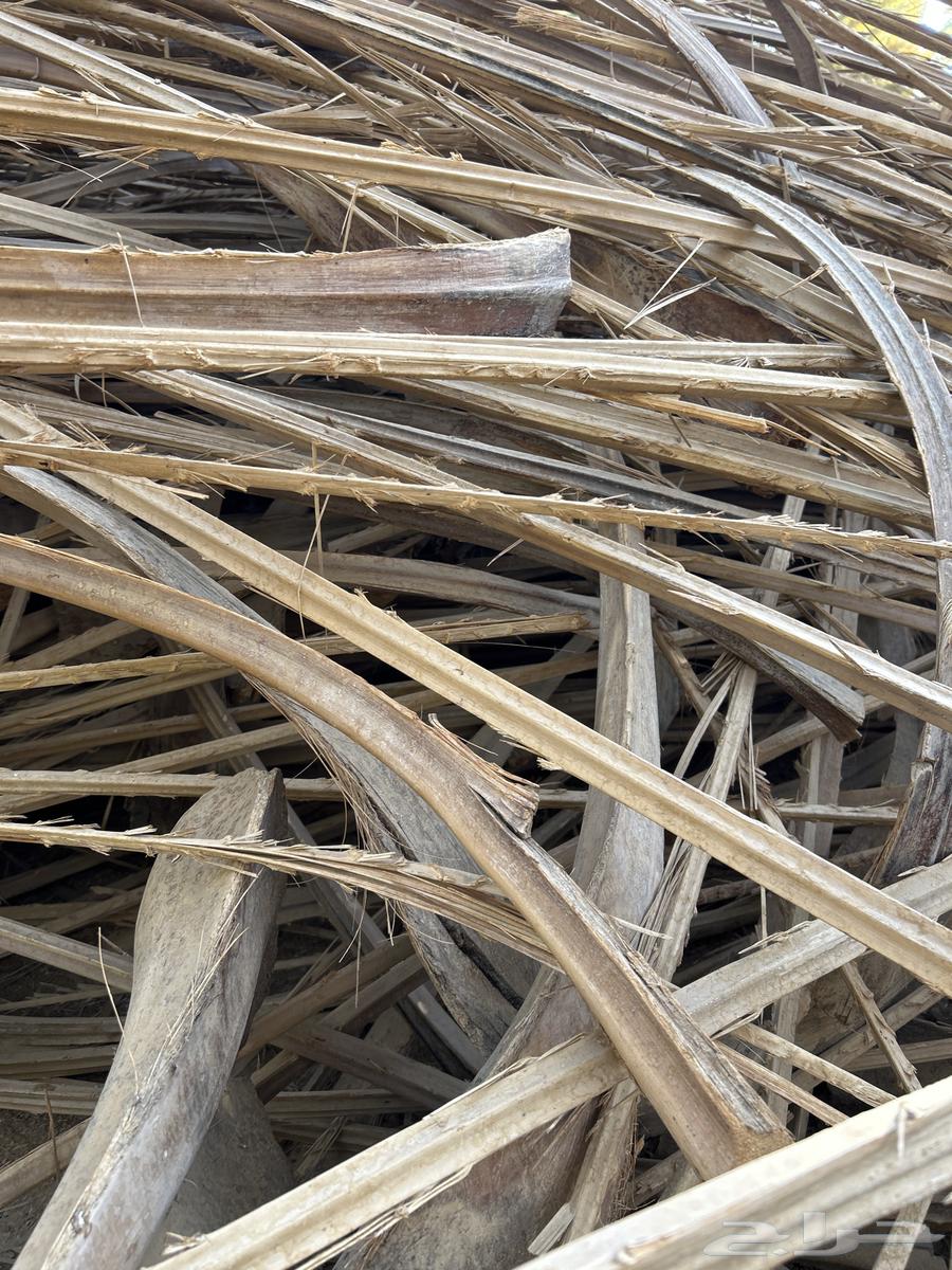 جريد بسعف64573740988034110