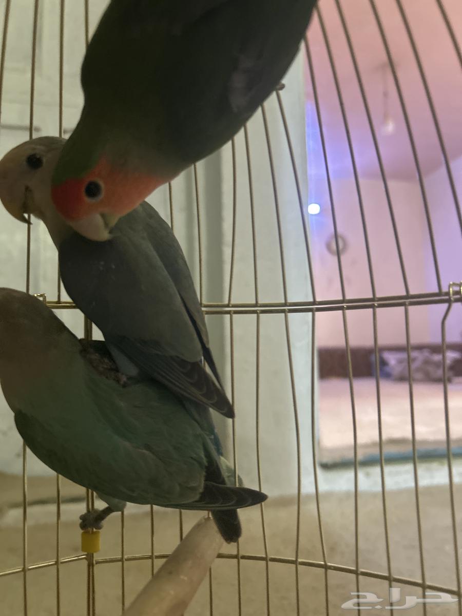 عصافير روز للبيع 400 النوع روزالموقع الباحه64401855981059112