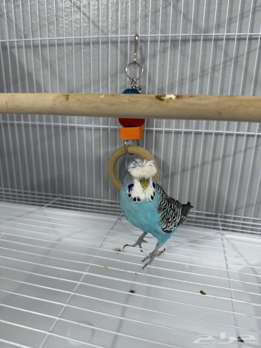 ذكر هولندي كرست64401842496514112