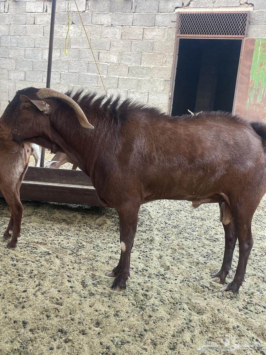 للبيع تيس جامع شبب صنف ادهم64404194912641111