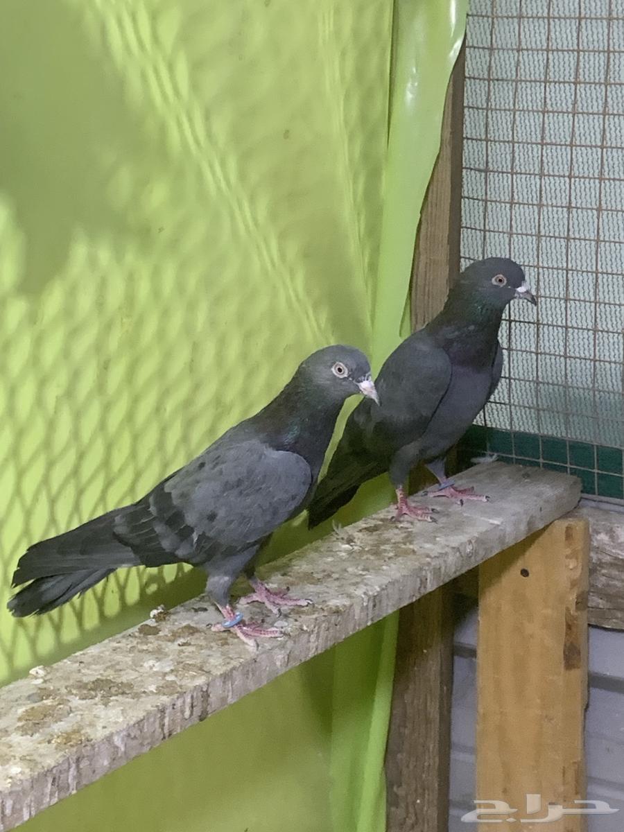3 أزوج حمام باكستاني64404486507265113