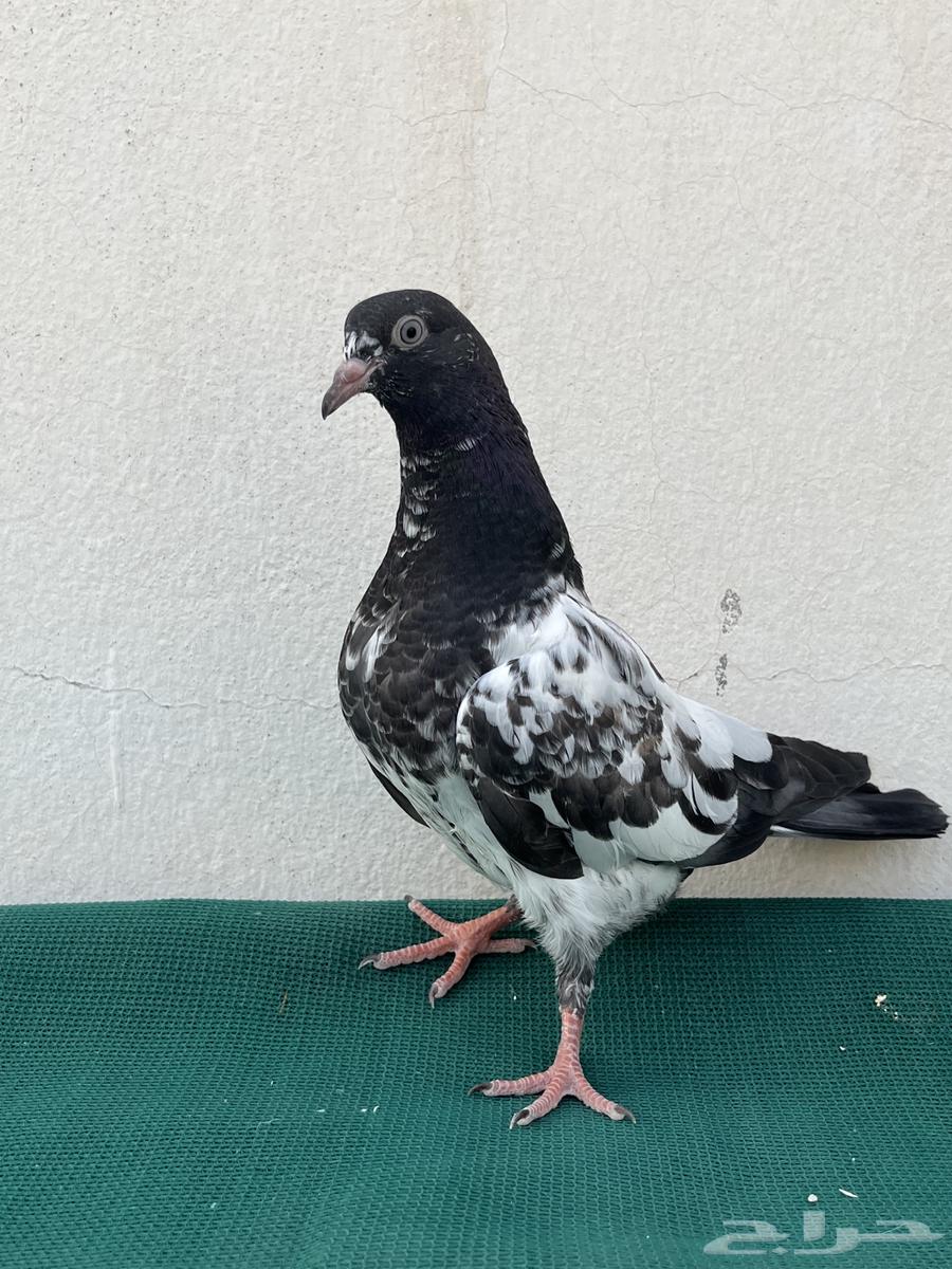 للبيع طبات تيدي64402817430401110